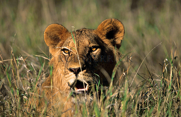 LionLewa_006