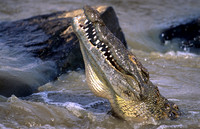 CrocMara_003