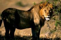 LionLewa_010