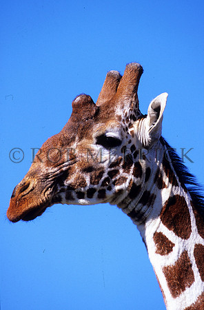GiraffeLewa_021