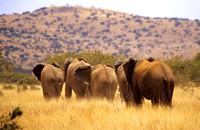 ElephantLewa_001