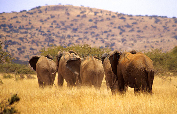 ElephantLewa_001