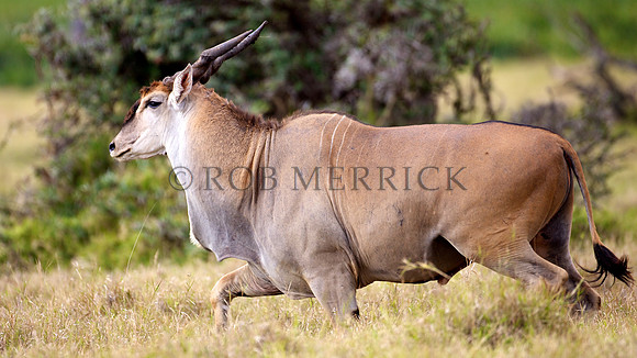 ElandLewa_003