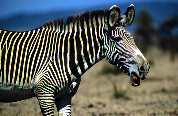 Grevy'sZebraLewa_012