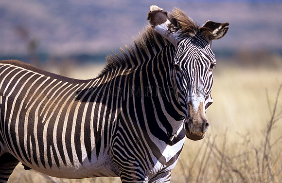 Grevy'sZebraLewa_009