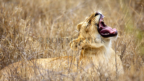LionMara_045
