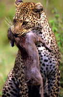 LeopardMara_009