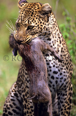 LeopardMara_009