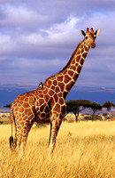 GiraffeLewa_003