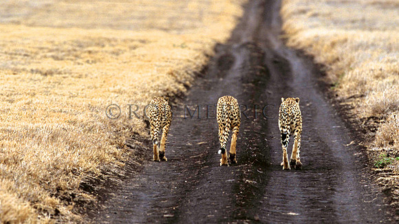 CheetahLewa_038