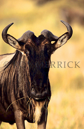 WildebeestMara_001