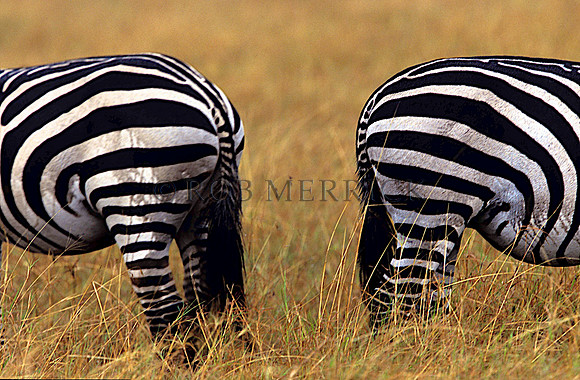 CommonZebraMara_002