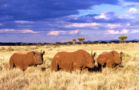 BlackRhinoLewa_004