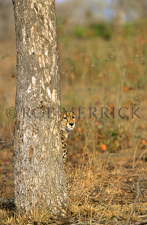 CheetahLondolozi_001
