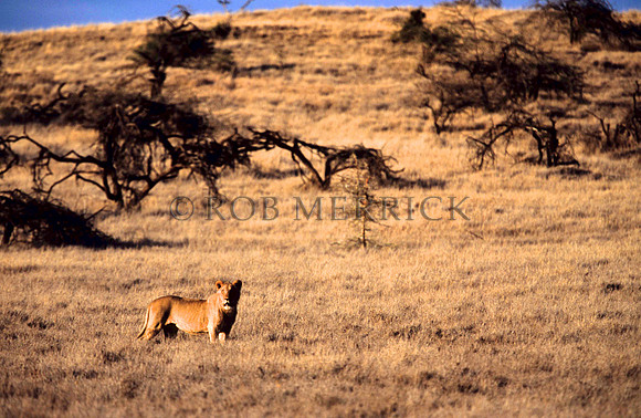 LionLewa_021