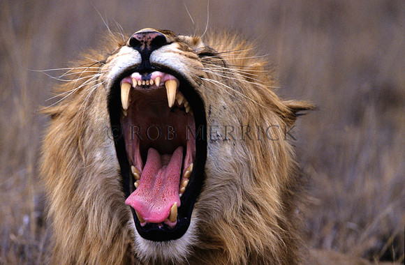 LionLewa_020
