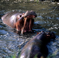 HippoMara_009