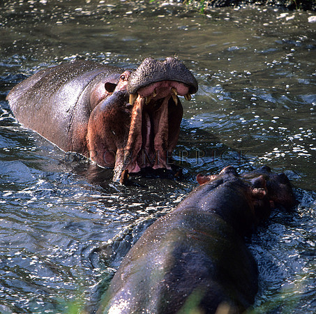 HippoMara_009
