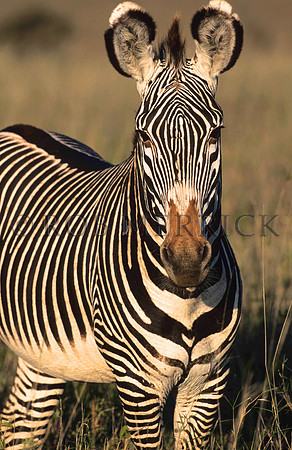 Grevy'sZebraLewa_016