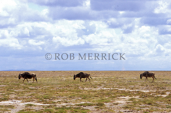 WildebeestSamburu_001