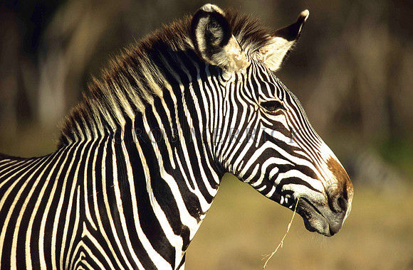 Grevy'sZebraLewa_003