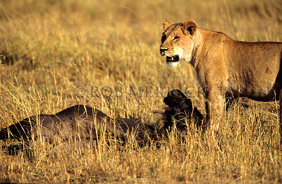 LionMara_036