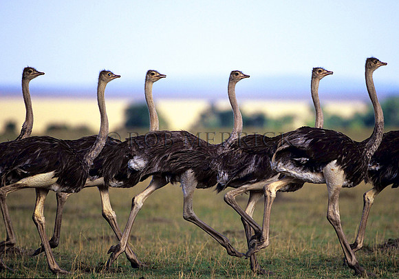 OstrichMara_001
