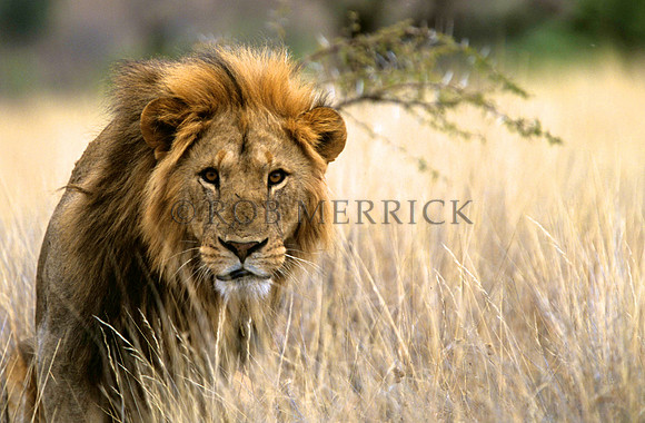 LionLewa_019