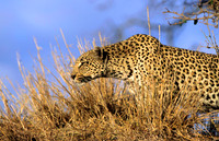 LeopardLondolozi_002