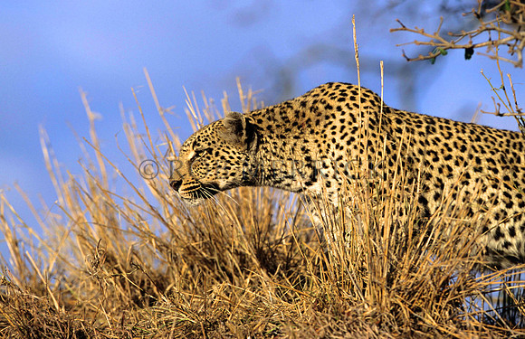 LeopardLondolozi_002