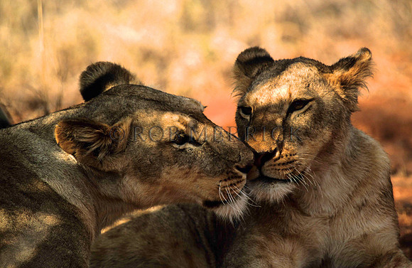 LionLewa_022