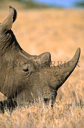 WhiteRhinoLewa_004