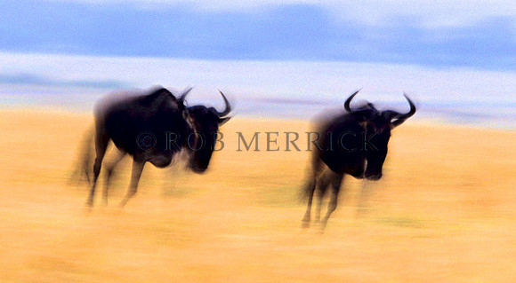 WildebeestMara_005