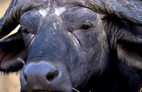 CapeBuffaloLondolozi_001