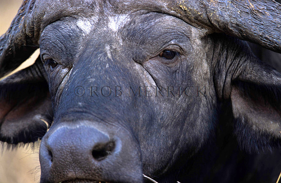 CapeBuffaloLondolozi_001