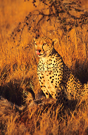 CheetahLewa_023