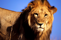 LionLewa_011