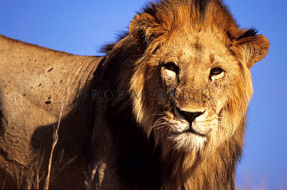 LionLewa_011