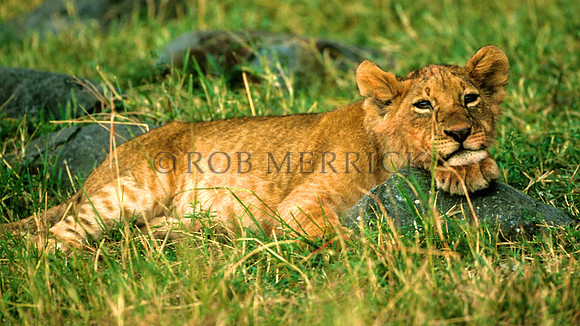 LionMara_004