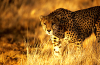 CheetahLewa_011