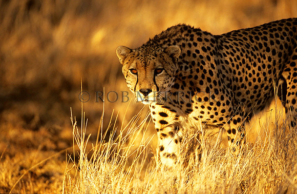 CheetahLewa_011