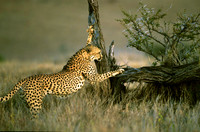CheetahLewa_010