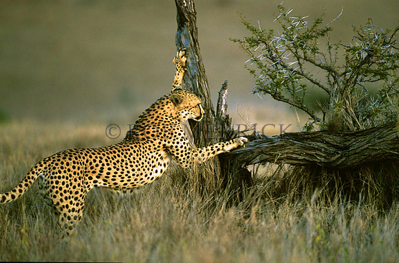 CheetahLewa_010