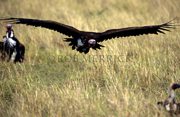 VultureMara_002