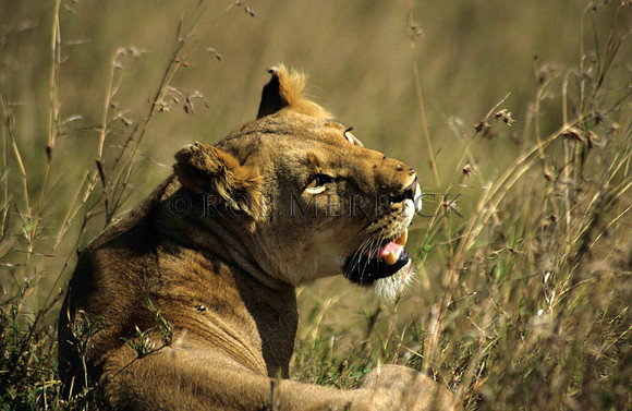 LionMara_001