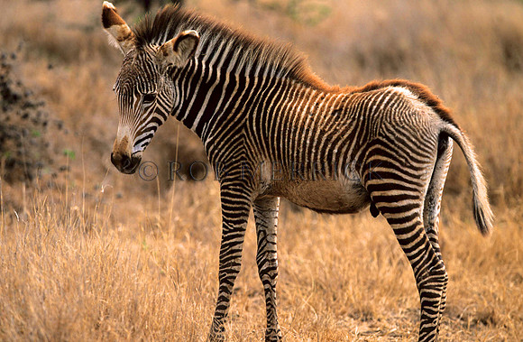 Grevy'sZebraLewa_008
