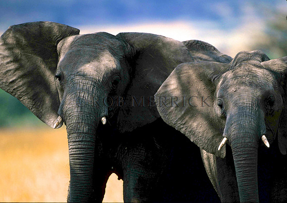 ElephantMara_001