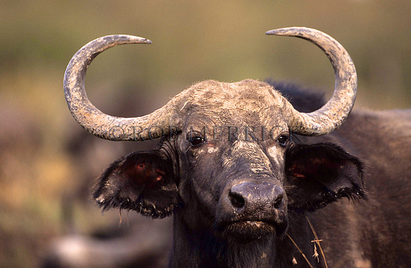 CapeBuffaloMara_003