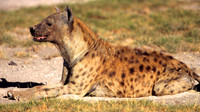 HyenaAmboseli_003