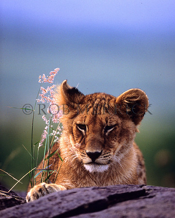 LionMara_038